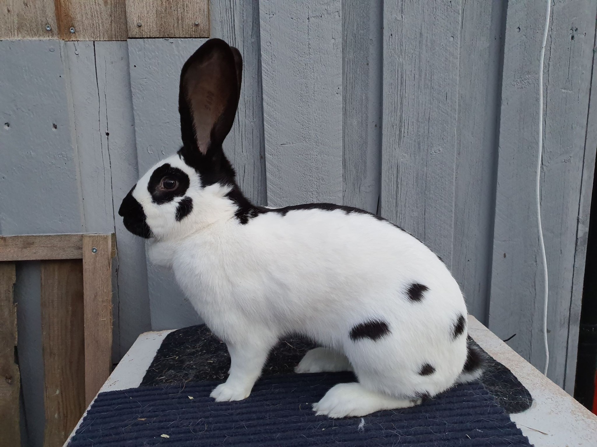 Sally er i fargen sort. Ho er svensk importert og stilt med 95,5 på svensk LU. Hennes far er fra Tjekkia og hennes mor har foreldre fra Tyskland. Født: 18.05.2019