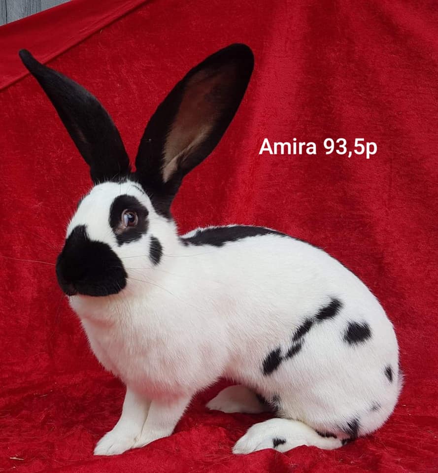 Amira er i fargen sort. Fra mitt oppdrett. Utstilt med 93,5poeng. Født 06.02.2019.